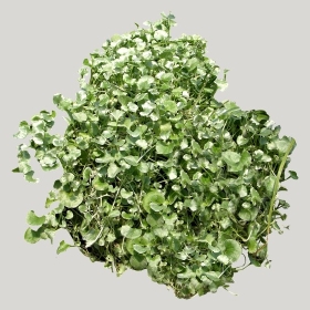 ͼʦģֲģȫ20221071