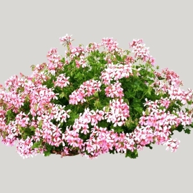 ͼʦģֲģȫ20221441