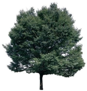 720úLtree02