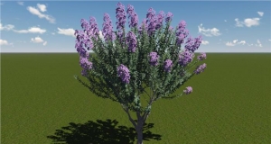 紫薇 （双子叶植物纲桃金娘目千屈菜科紫薇属植物）ABC三棵