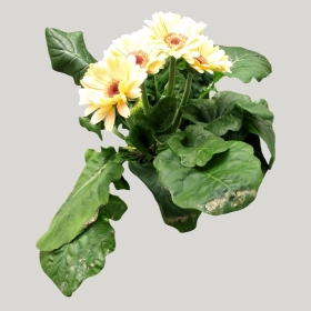 ͼʦģֲģȫ20221471