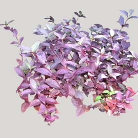 ͼʦģֲģȫ20222090