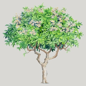 ͼʦģֲģȫ20222556