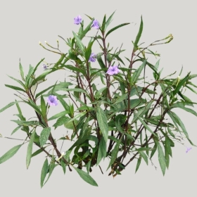 ͼʦģֲģȫ20221921