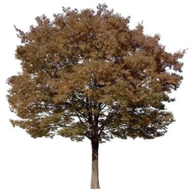 720úLtree09