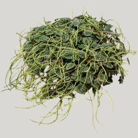 ͼʦģֲģȫ20222109