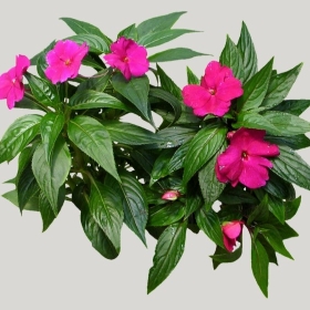 ͼʦģֲģȫ20221977