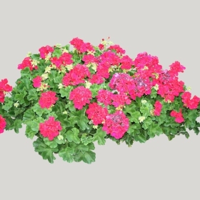 ͼʦģֲģȫ20221450