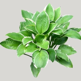 ͼʦģֲģȫ20221631