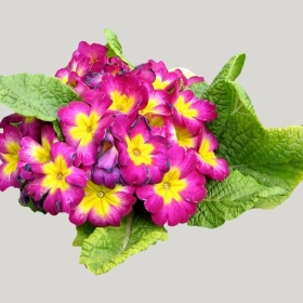 ͼʦģֲģȫ20221135