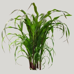 ͼʦģֲģȫ20222036