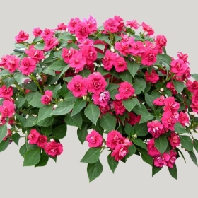 ͼʦģֲģȫ20221077