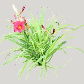 ͼʦģֲģȫ20221026