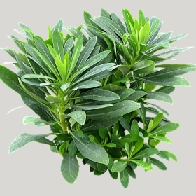 ͼʦģֲģȫ20221147