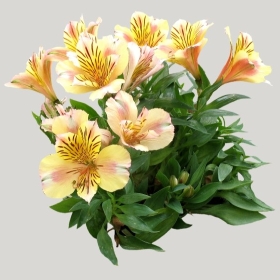 ͼʦģֲģȫ20221838