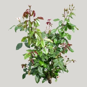 ͼʦģֲģȫ20221420