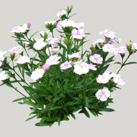 ͼʦģֲģȫ20221054