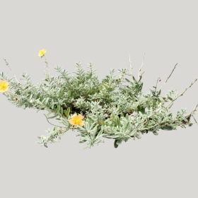 ͼʦģֲģȫ20222020