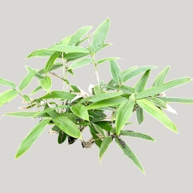 ͼʦģֲģȫ20221785