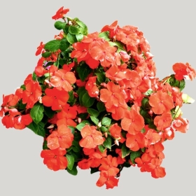 ͼʦģֲģȫ20221691