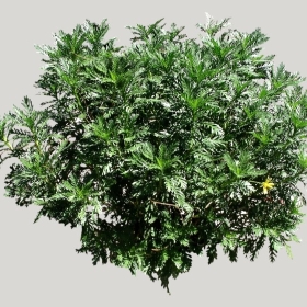 ͼʦģֲģȫ20221561