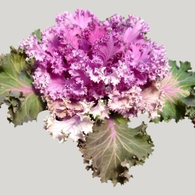 ͼʦģֲģȫ20221759