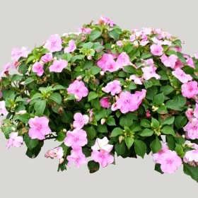 ͼʦģֲģȫ20222177