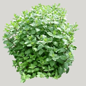 ͼʦģֲģȫ20221488