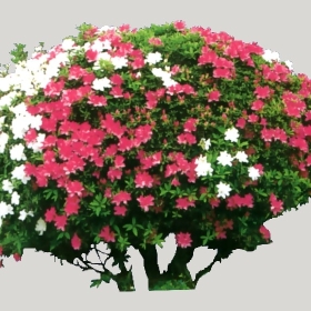 ͼʦģֲģȫ20222452