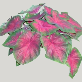 ͼʦģֲģȫ20221167