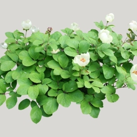 ͼʦģֲģȫ20222057