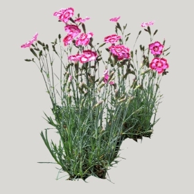 ͼʦģֲģȫ20221060