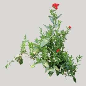 ͼʦģֲģȫ20221878