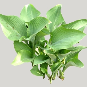 ͼʦģֲģȫ20221642