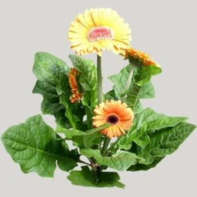 ͼʦģֲģȫ20221477