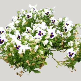 ͼʦģֲģȫ20221787