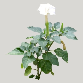 ͼʦģֲģȫ20221943