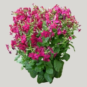 ͼʦģֲģȫ20221355