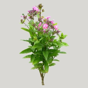 ͼʦģֲģȫ20221410