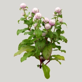 ͼʦģֲģȫ20221505