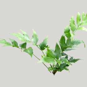 ͼʦģֲģȫ20221579