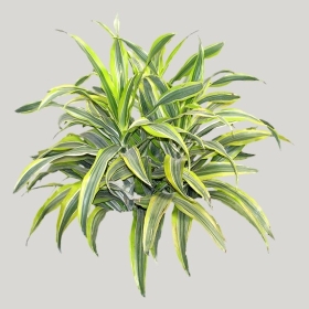 ͼʦģֲģȫ20221090