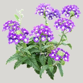 ͼʦģֲģȫ20221426