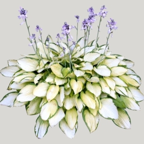 ͼʦģֲģȫ20221661