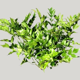 ͼʦģֲģȫ20221609