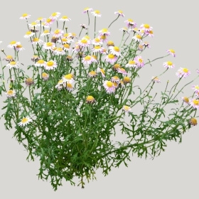 ͼʦģֲģȫ20221883