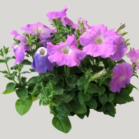 ͼʦģֲģȫ20222135