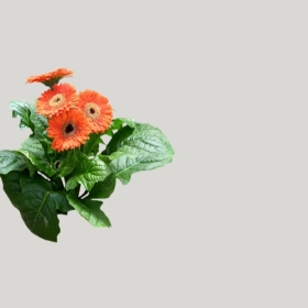 ͼʦģֲģȫ20221484