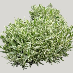 ͼʦģֲģȫ20222017