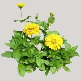 ͼʦģֲģȫ20221094